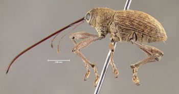 Media type: image;   Entomology 603216 Aspect: habitus lateral view